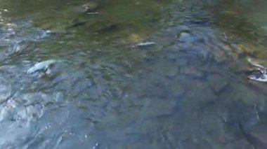 Büyük somon sürüsü sırasında Kanada, Ontario, Mississauga 'da insansız hava aracı manzarası