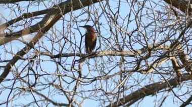 Yapraksız ağaca tünemiş yeşil balıkçıl ve mavi gökyüzünde havalanıyor.