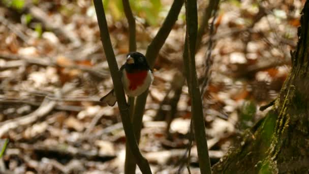 Pájaro Grosbeak Pecho Rosa Posado Bajo Nivel Bosque Día Soleado — Vídeo de stock