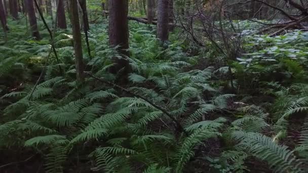 Varens Die Het Wild Groeien Canada Gemengde Dennenbossen — Stockvideo