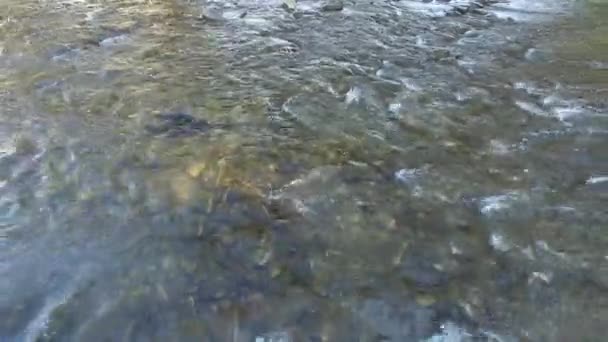 Drohne Fliegt Über Lachs Der Durch Schwimmen Gegen Die Strömung — Stockvideo