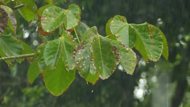 Regen Der Die Blätter Eines Baumes Durchtränkt Und Fallenden Tropfen — Stockvideo
