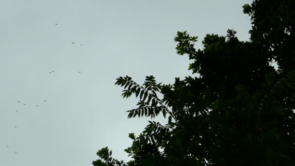 空を飛ぶ複数のハゲタカの集合体の中と外 — ストック動画