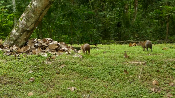 Gros plans de mammifères agouti du Panama marchant autour 