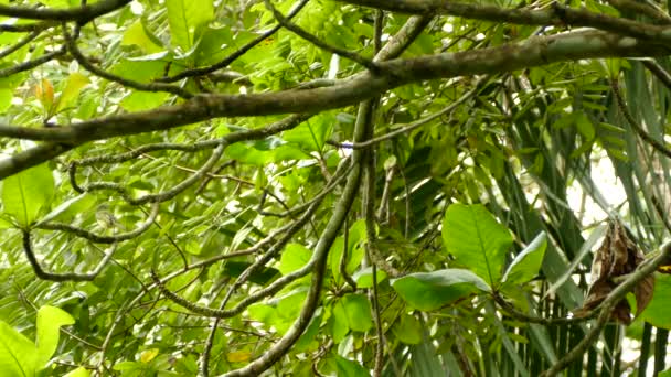 Medium White Shots Small Bird Landing Taking Branch — Stock Video