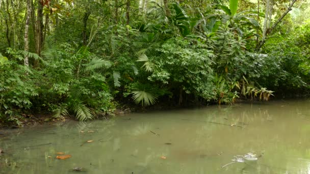 Rimpels Donker Ondoorzichtig Zwemwater Door Schildpadden Onder Het Oppervlak — Stockvideo