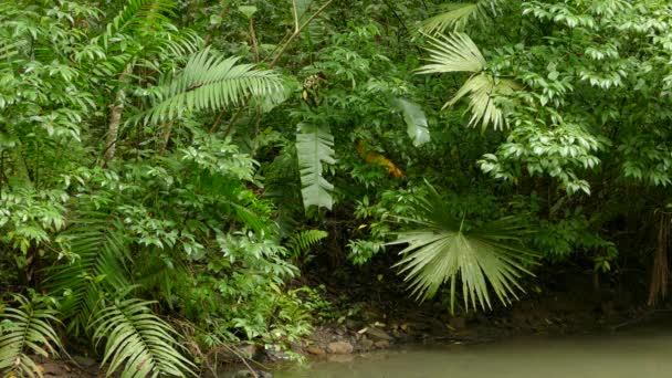 Bel étang luxuriant dans la jungle avec un oiseau rouge se déplaçant dans la brousse 
