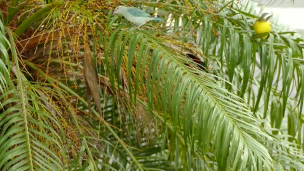 Twee Exotische Vogels Dezelfde Palmboom Met Lange Dunne Bladeren — Stockvideo