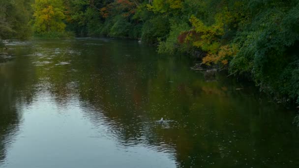 Krásný Přirozený Pohled Řeku Podzim Ptákem Snaží Jíst Ryby Pod — Stock video