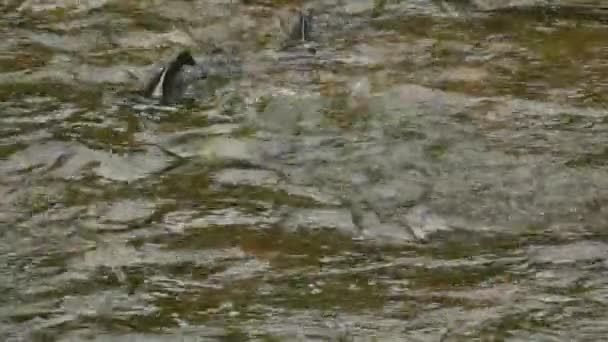 Twee Zalm Kronkelend Het Ondiepe Water Van Een Rivier Met — Stockvideo