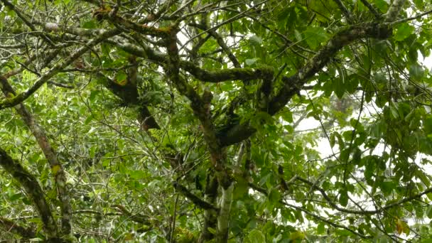 Vista Selva Día Nublado Con Pájaro Volando Dentro Fuera Del — Vídeo de stock