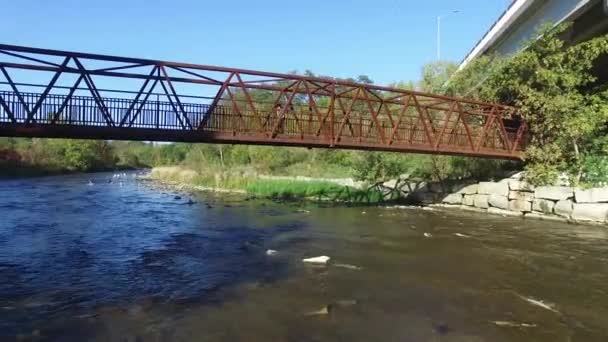 サケの産卵期と小さな橋の間に川の上に上昇ドローン — ストック動画