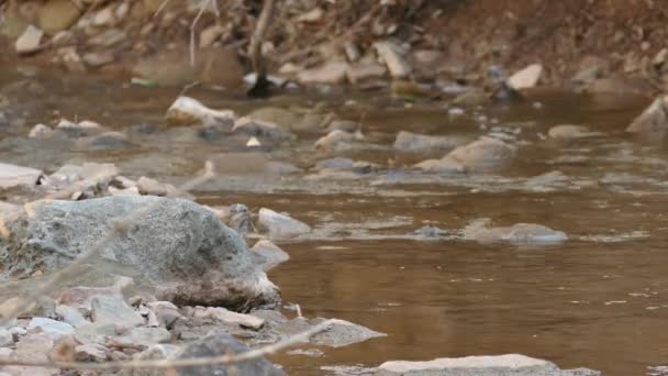 Secuencia Extendida Del Petirrojo Americano Durante Primavera Orilla Del Río — Vídeo de stock