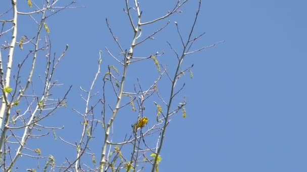 Blue Winged Warbler Blue Sky Bright Yellow Shades Feeds Flowers — Stock Video