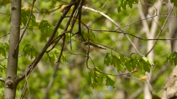Belle viréo aux yeux rouges au printemps avec des feuilles d'érable fraîchement cultivées 