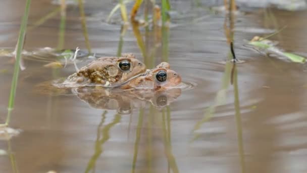 Frosch Auf Dem Anderen Beim Sex Vorwärts Bewegen Während Halb — Stockvideo