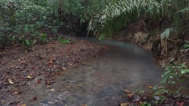 Caméra inclinant lentement vers le haut montrant le ruisseau de la jungle et révélant la canopée haute 