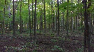 Pan, Montreal, Quebec, Kanada 'da geniş yapraklı bir ormanda çekim yaptı.