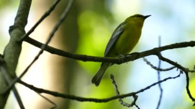 Mavi kanatlı bülbülün etrafa bakınıp gürültü çıkardığı görüntüler.