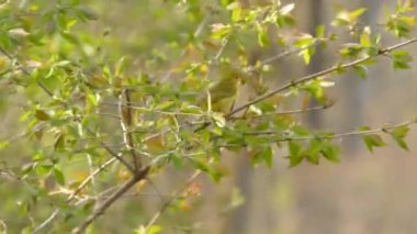 Sarı bahar renklerinde güzel, sağlıklı bir ötleğen hızla zıplıyor.