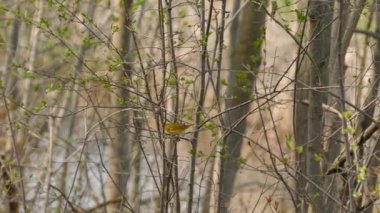 Hızlı hareket eden sarı ötleğen kuşu zemin kattaki bahar çalılığında arkasında nehir var.
