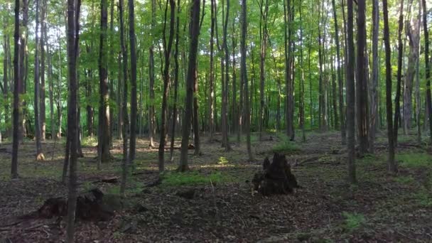 当其他植物生长时 枯死的大树干躺在地上 — 图库视频影像