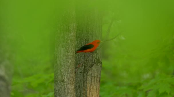 Dos Tiros Pájaro Tánger Escarlata Macho Naturaleza Visto Través Hojas — Vídeo de stock