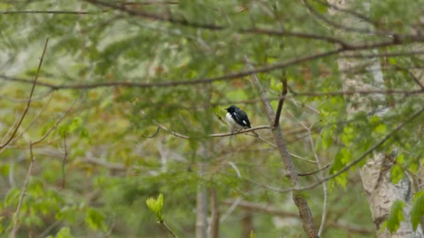 Εκπληκτική Μαύρο Throated Μπλε Πουλί Warbler Στον Καναδά Δει Μέσα — Αρχείο Βίντεο