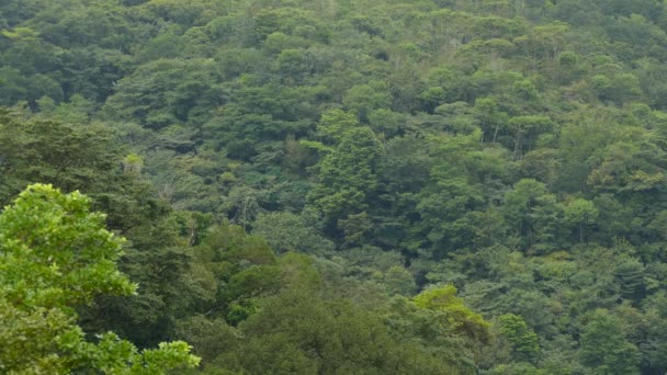 Bela Floresta Tropical Exuberante Vista Distância Com Pássaros Voando Primeiro — Vídeo de Stock