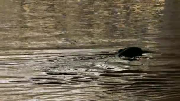 Silueta Castor Nadando Sobre Río Con Cabeza Punto Máximo Durante — Vídeo de stock