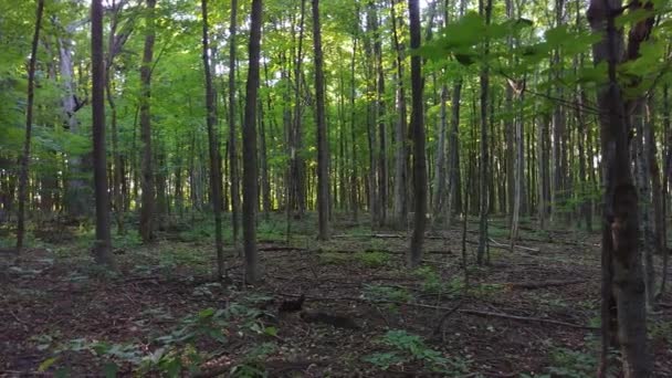 Pan Filmado Dentro Uma Floresta Folhas Largas Montreal Quebec Canadá — Vídeo de Stock