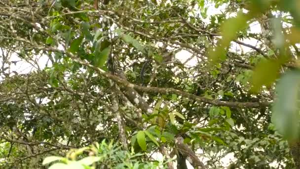 Exotischer Geoffroy Tamarinaffe Mit Auffälligen Farben Springt Über Einen Baum — Stockvideo