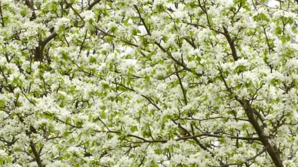 Auffälliger Magnolienrohrsänger Gedeiht Beim Frühlingszug Nordamerika — Stockvideo