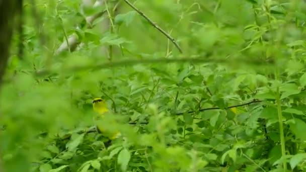 Paruline Ailes Bleues Nourrissant Activement Déplaçant Rapidement Dans Buisson Vert — Video