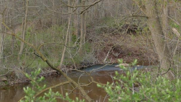 Kingfisher Bird Perched Distance Quiet River North America — Stock Video