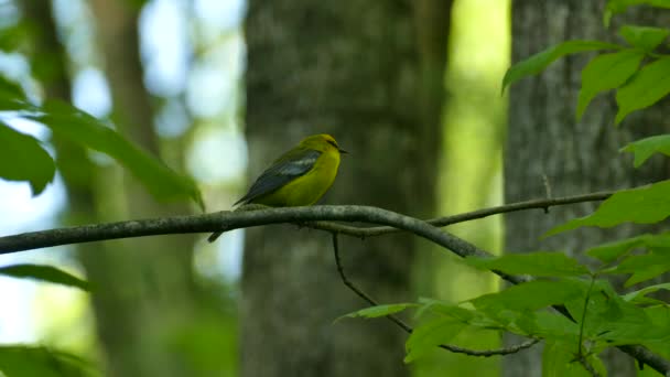 Pequeño Pájaro Amarillo Durante Migración Primavera Hace Sonido Distintivo Llamada — Vídeo de stock