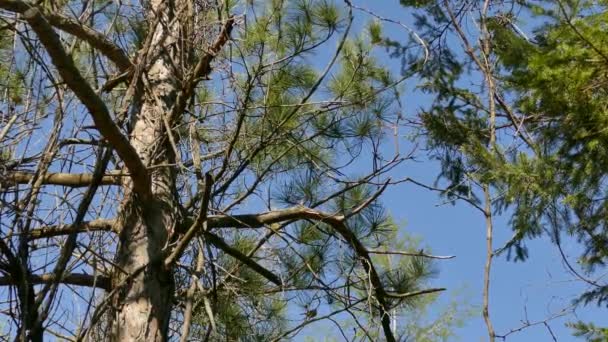 Warblers Voando Dentro Pinheiros América Norte Céu Azul Claro Dia — Vídeo de Stock