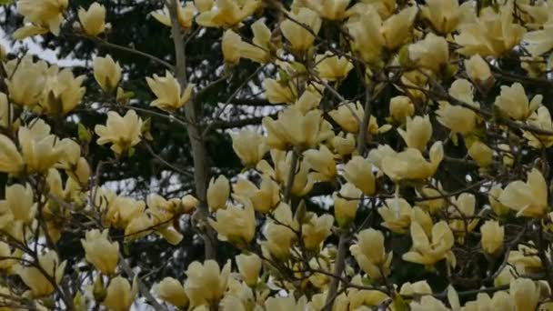 Blue Grey Gnatcatcher Thriving Canada Spring Hopping Thru Pretty Tree — Stock Video