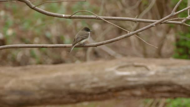 Pewee Looking Bird Perched Moving Branch Bokeh Background — Stock Video