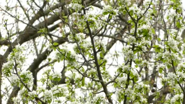 Pretty Czarny Gardła Zielony Warbler Poruszający Się Szybko Kwitnącym Drzewie — Wideo stockowe