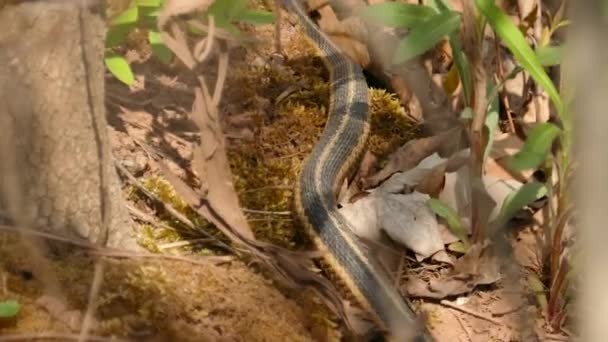 在加拿大森林里 巴特勒的吊袜带蛇缓缓地爬离摄像机 — 图库视频影像