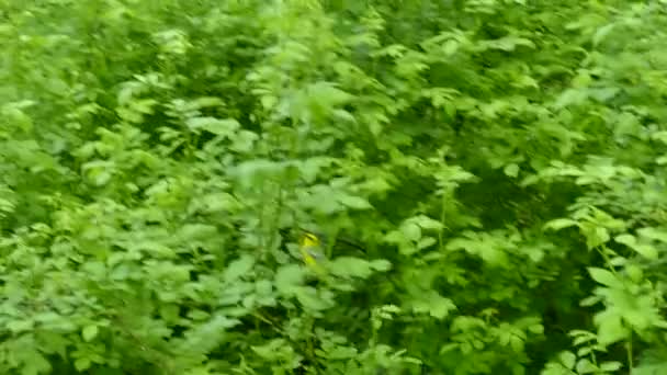 Blue Winged Warbler Flying Hiding Green Leaves Bush — Stock Video