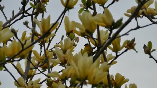 Goldfinch Wiosnę Żółtym Kwiecistym Drzewie Ontario Kanada — Wideo stockowe