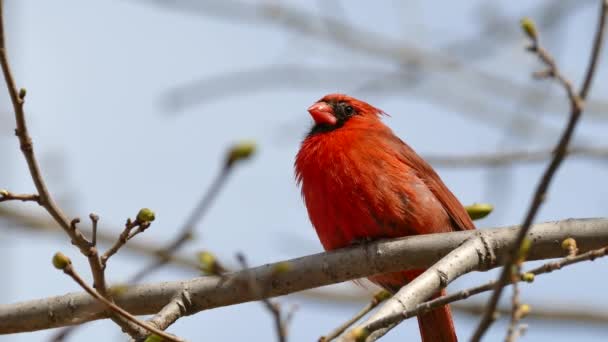 Macro Primer Plano Plano Macho Cardenal Del Norte Con Hermosas — Vídeo de stock