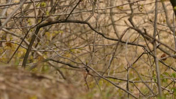 Para Ślicznych Carolina Wren Malutkich Północnoamerykańskich Ptaków Wietrzny Wiosenny Dzień — Wideo stockowe