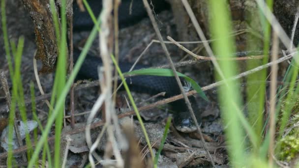 Caméra face à la tête du serpent de jarretière mélanistique pendant qu'il sort sa langue 