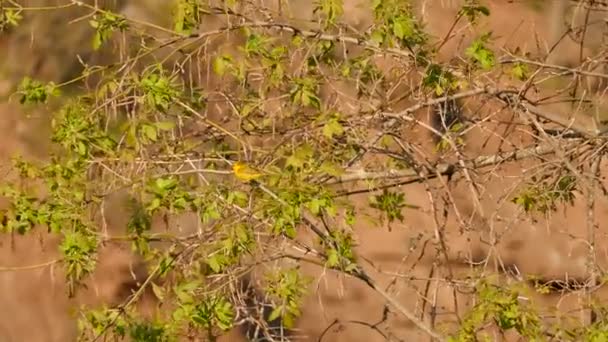 Yellow Warbler Dusk Pretty Light Sun Moving Branches — Stock Video