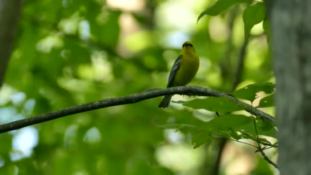 Blue Winged Warbler Vocalizing While Standing Branch Canadian Forest — Stock Video
