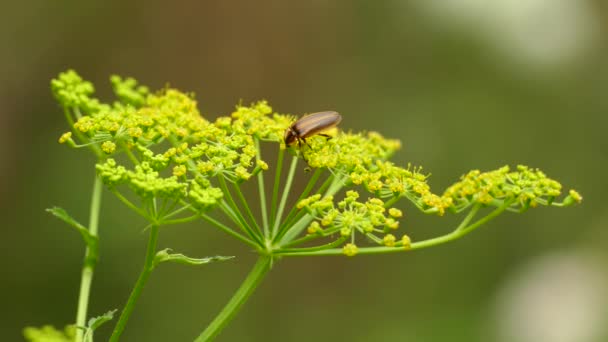 Makro Närbild Skott Bugg Promenader Blomma Försöker Sätta Benet Rätt — Stockvideo