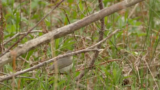 Sharp Closeup Του Warbling Vireo Πουλί Κοντά Στο Έδαφος Κινείται — Αρχείο Βίντεο